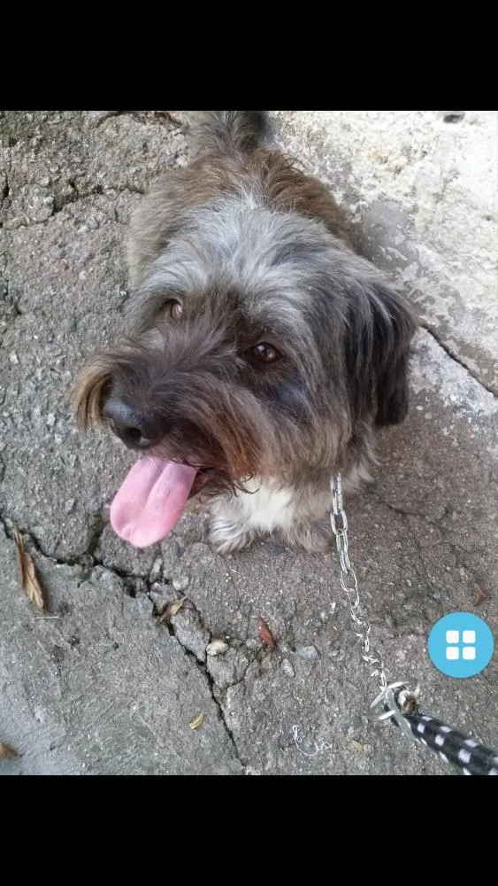 Cachorro ra a Sem raça idade 6 ou mais anos nome Leon