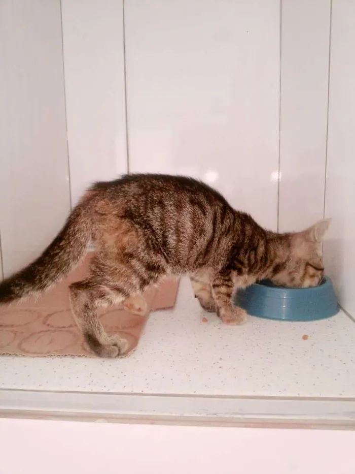 Gato ra a SEM RAÇA DEFINIDA idade 2 a 6 meses nome VALENTINA