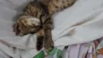 VALENTINA