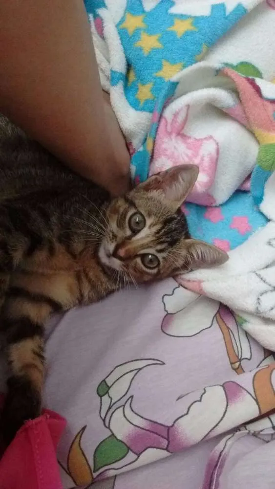 Gato ra a SEM RAÇA DEFINIDA idade 2 a 6 meses nome VALENTINA