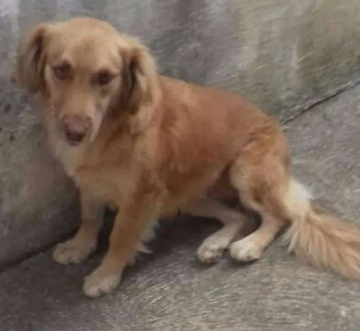Cachorro ra a mestiça de cocker idade 1 ano nome Belzinha