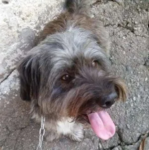 Cachorro raça Sem raça idade 6 ou mais anos nome Leon