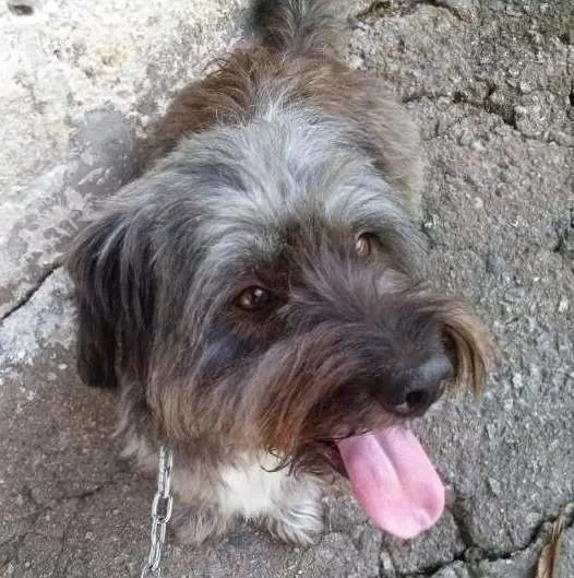 Cachorro ra a Sem raça idade 6 ou mais anos nome Leon