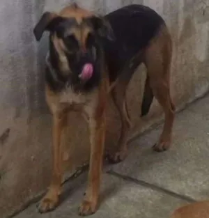 Cachorro raça SRD idade 1 ano nome Beny