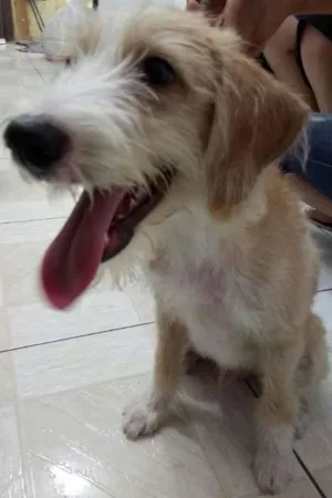 Cachorro raça SRD idade 2 a 6 meses nome CHICO