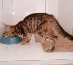 Gato raça SEM RAÇA DEFINIDA idade 2 a 6 meses nome VALENTINA