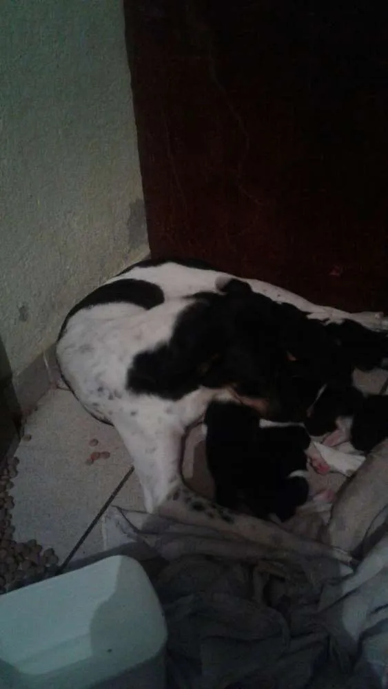 Cachorro raça  idade 1 ano nome Sophia
