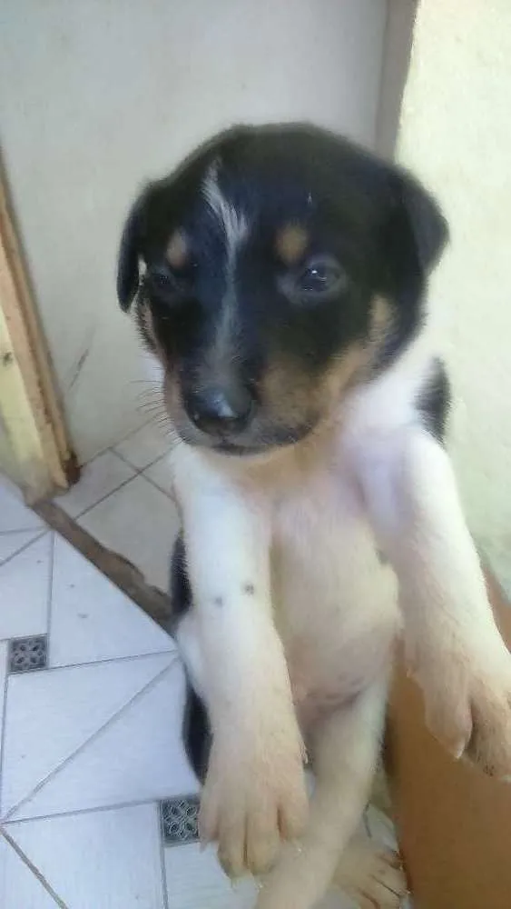 Cachorro raça  idade 1 ano nome Sophia