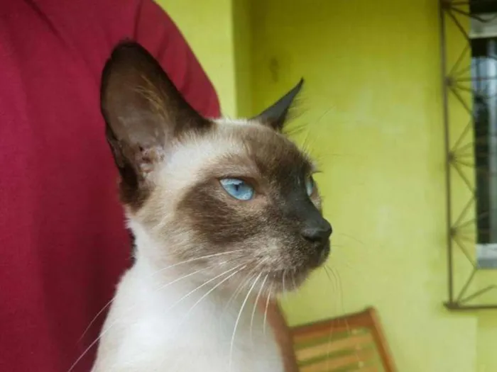 Gato ra a RND idade Abaixo de 2 meses nome Gatinhos