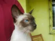 Gatinhos