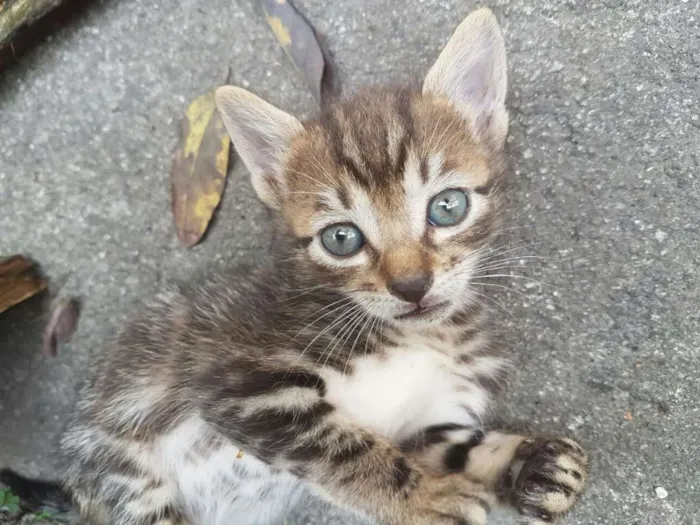 Gato ra a RND idade Abaixo de 2 meses nome Gatinhos