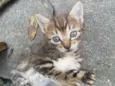 Gatinhos