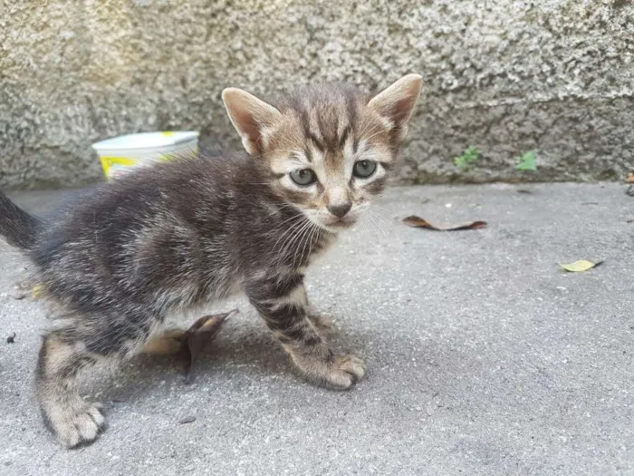Gato ra a RND idade Abaixo de 2 meses nome Gatinhos