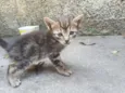 Gatinhos