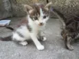 Gatinhos