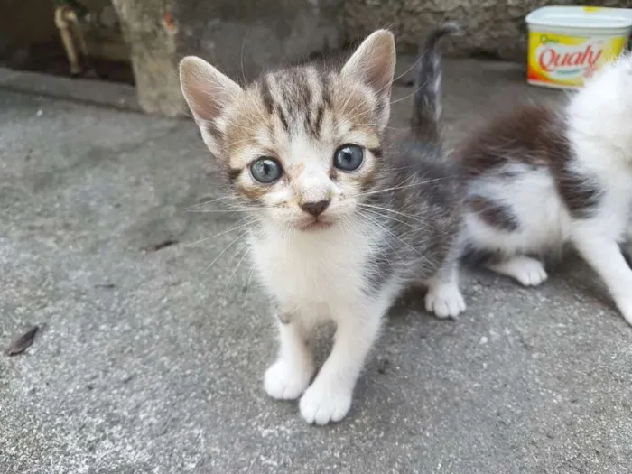 Gato ra a RND idade Abaixo de 2 meses nome Gatinhos