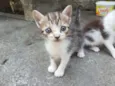 Gatinhos
