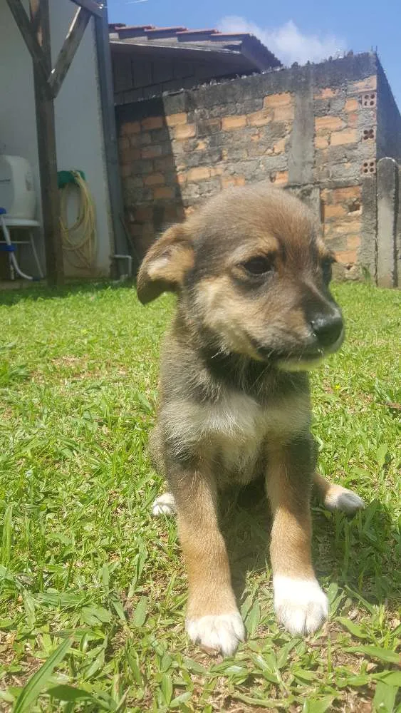 Cachorro ra a SRD idade 2 a 6 meses nome SEM NOME - 1