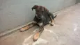 Torto