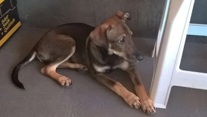 Cachorro ra a SRD idade 2 a 6 meses nome Torto