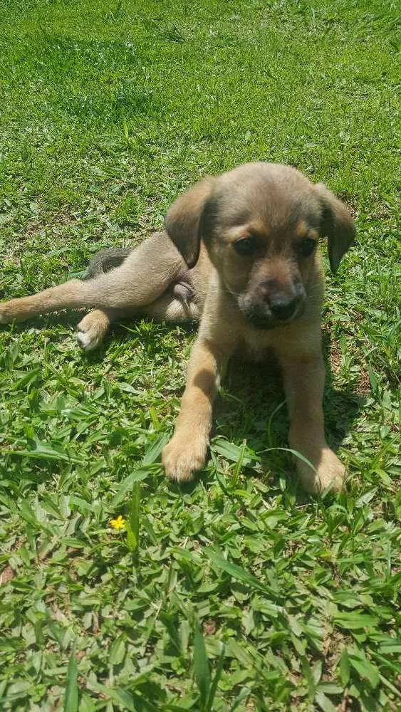 Cachorro ra a SRD idade 2 a 6 meses nome SEM NOME - 2