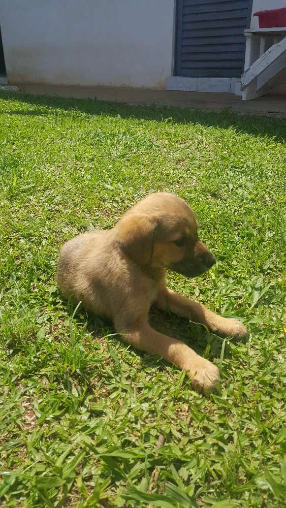 Cachorro ra a SRD idade 2 a 6 meses nome SEM NOME - 3