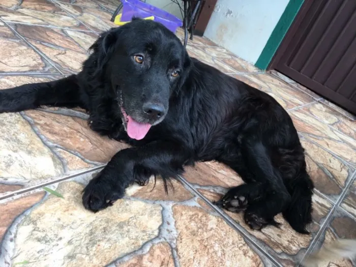 Cachorro ra a Golden retriever/ labrador idade 2 anos nome "Fofucho"