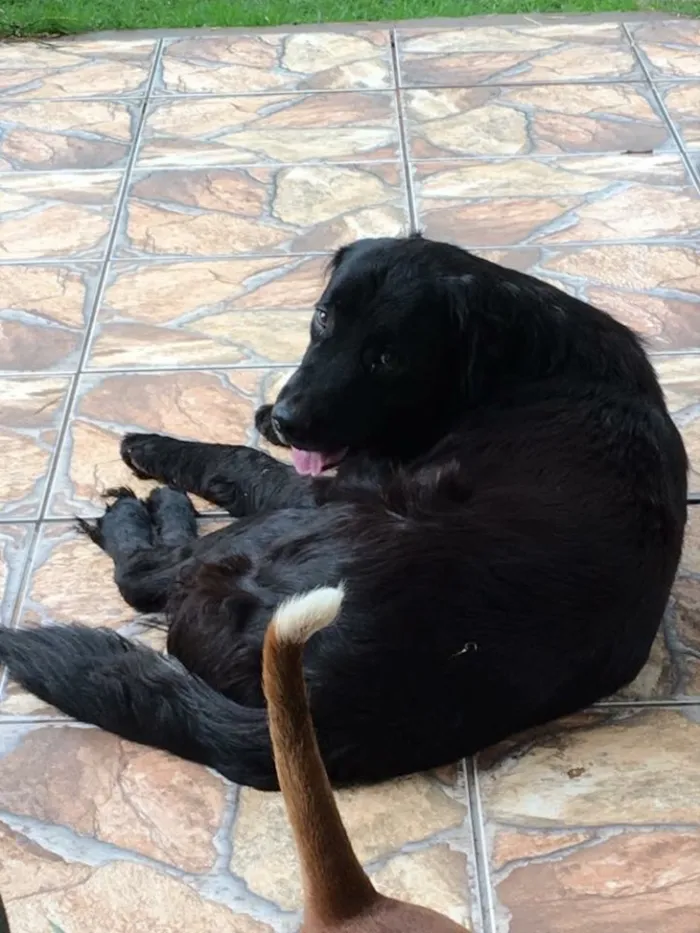 Cachorro ra a Golden retriever/ labrador idade 2 anos nome "Fofucho"