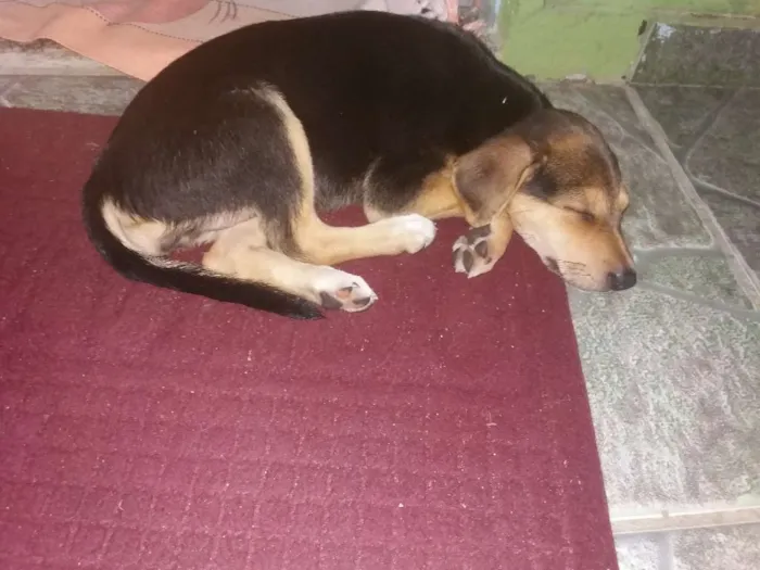 Cachorro raça Misturada idade 2 a 6 meses nome Jasmin