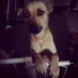 Lady