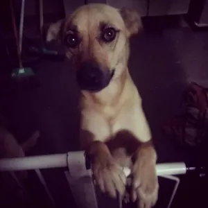 Cachorro raça Não identificada idade  nome Lady