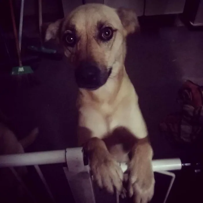 Cachorro ra a Não identificada idade  nome Lady