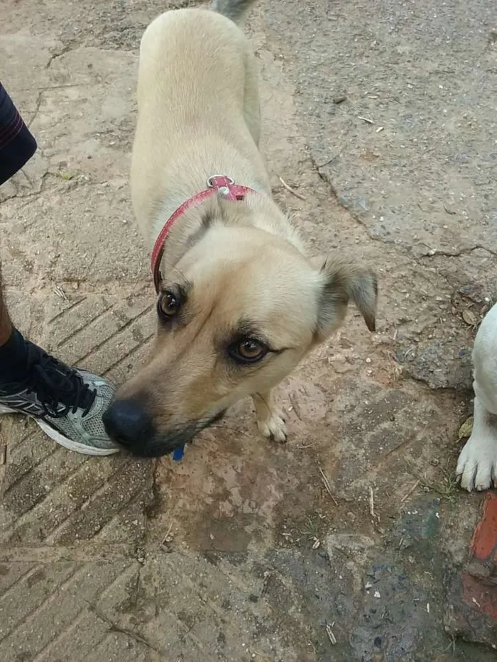 Cachorro ra a Não identificada idade  nome Lady
