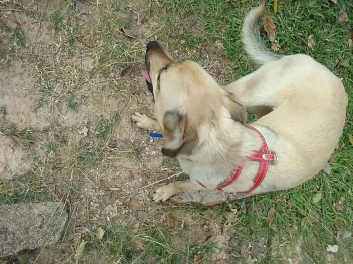 Cachorro ra a Não identificada idade  nome Lady
