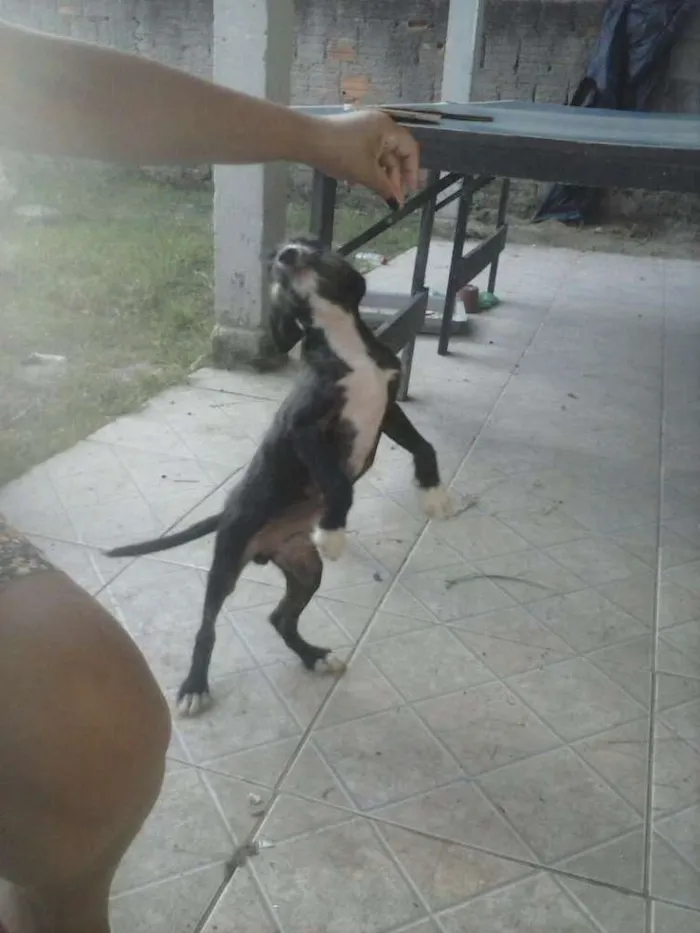 Cachorro ra a Vira lata  idade 2 a 6 meses nome Conan