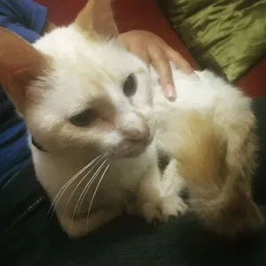 Gato raça  idade 1 ano nome Denguinho