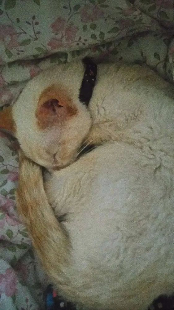Gato ra a  idade 1 ano nome Denguinho
