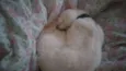 Denguinho