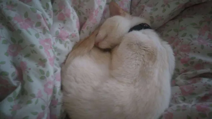 Gato ra a  idade 1 ano nome Denguinho