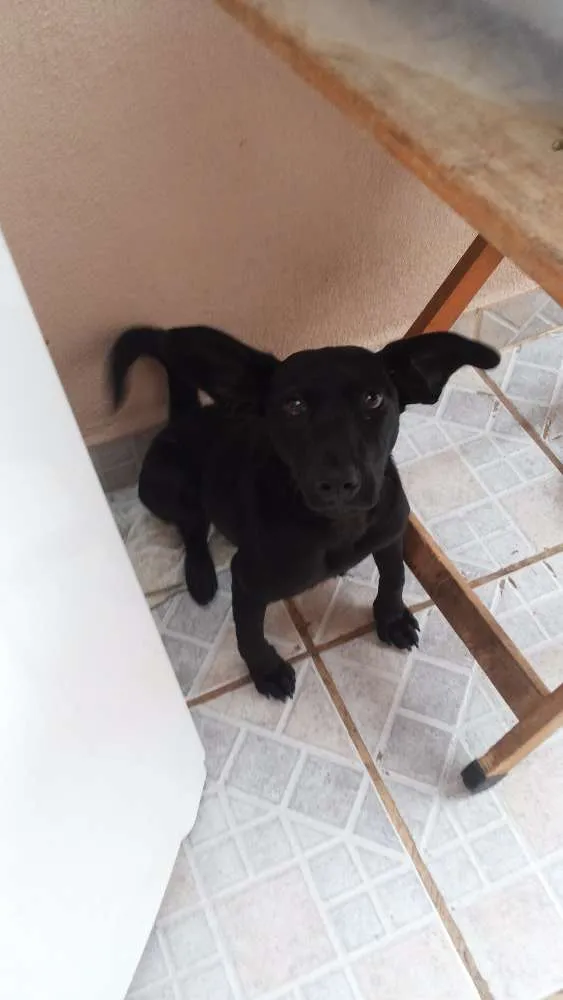 Cachorro ra a Vira Lata idade 7 a 11 meses nome Bella