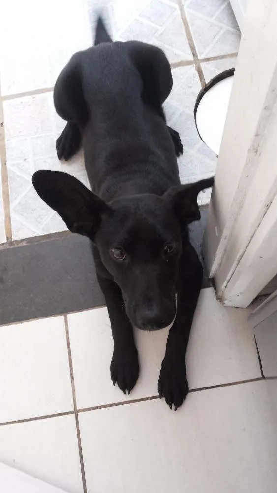 Cachorro ra a Vira Lata idade 7 a 11 meses nome Bella