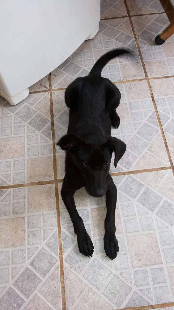 Cachorro ra a Vira Lata idade 7 a 11 meses nome Bella