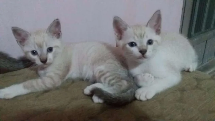 Gato ra a Vira-lata idade 2 a 6 meses nome Filhotes