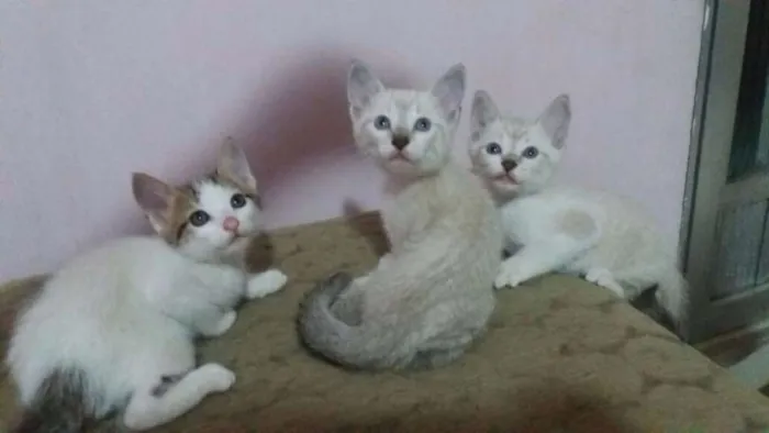 Gato ra a Vira-lata idade 2 a 6 meses nome Filhotes