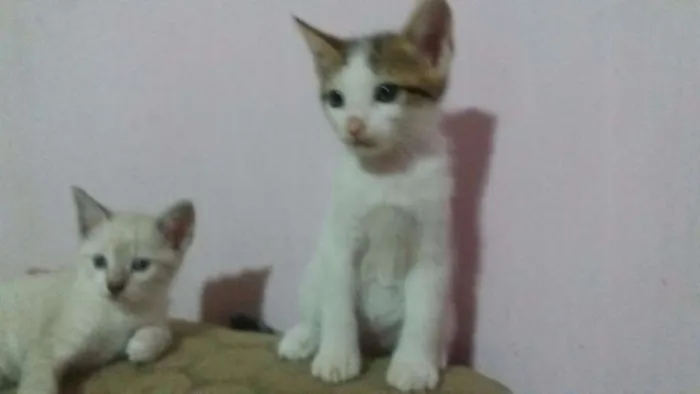 Gato ra a Vira-lata idade 2 a 6 meses nome Filhotes