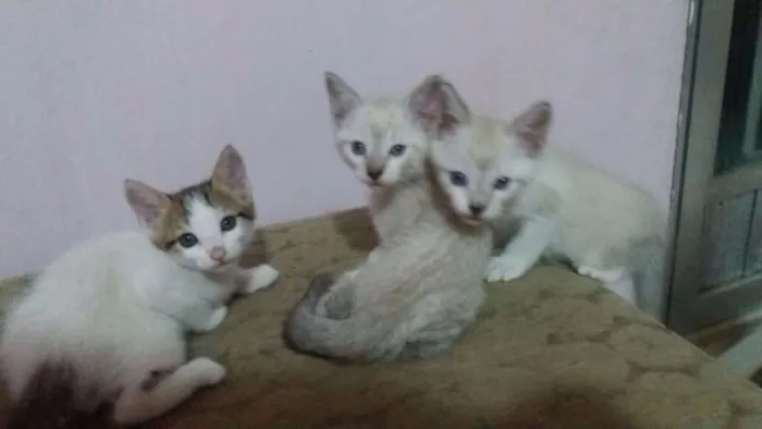 Gato ra a Vira-lata idade 2 a 6 meses nome Filhotes