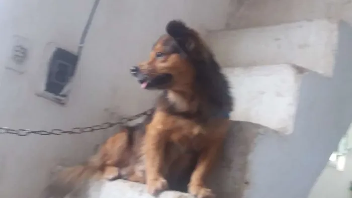 Cachorro ra a Mestiço  idade 6 ou mais anos nome Kendow