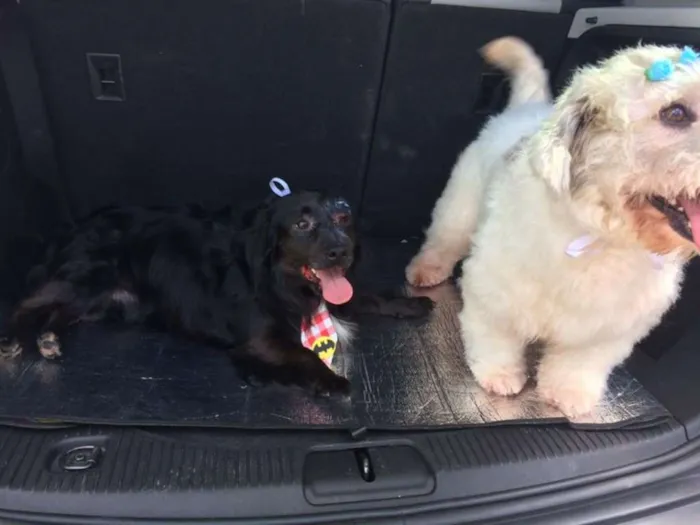 Cachorro ra a vira lata e misturado com puddle idade 2 anos nome branquinha e neguinh