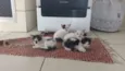 Sabrina , Palhacinho