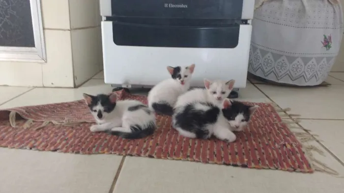 Gato ra a Não tem idade Abaixo de 2 meses nome Sabrina , Palhacinho